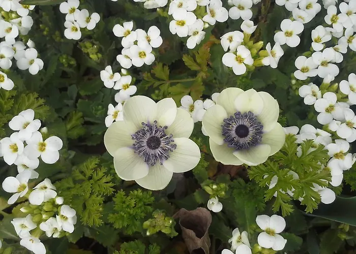 Tatil Evi Holiday Natura-impressive Views *